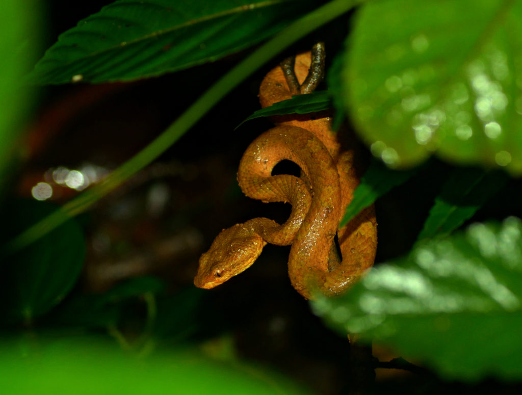 Malabar Pitt Viper deep inside rain forests of Agumbe,