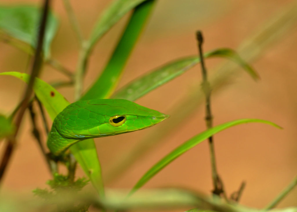 Green Vine Snake, Agumbe