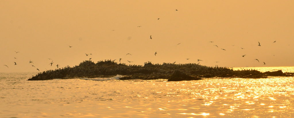 Sea birds frequent one of the adjoining landmass of St. Marry Island.