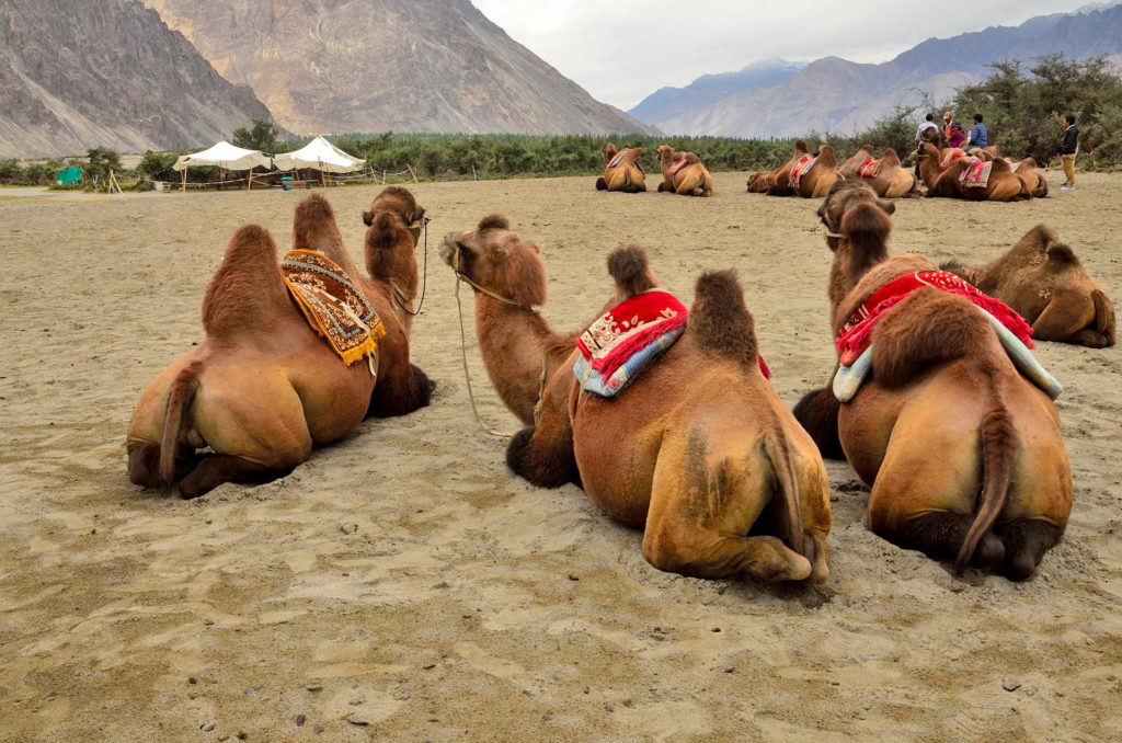 The Bactrian camels at Nubra valley.