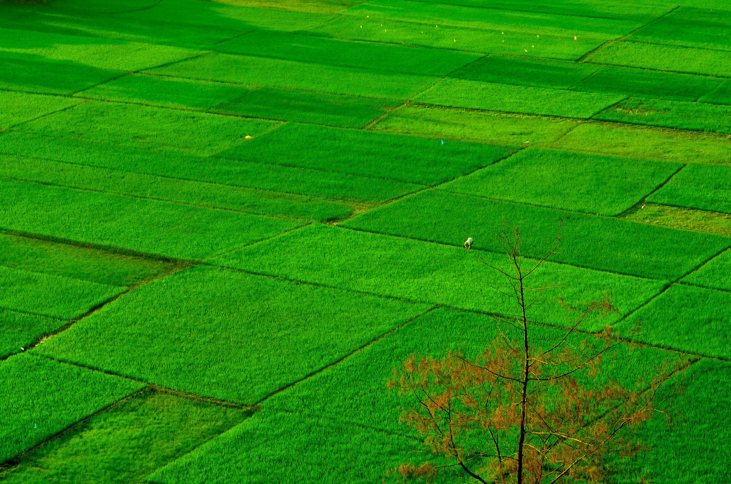 Green Field at Apsarakonda.